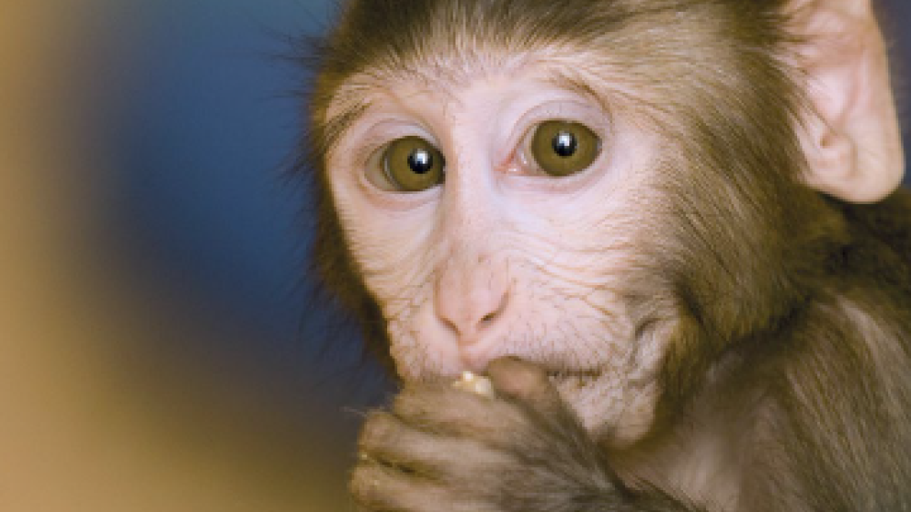 macaque