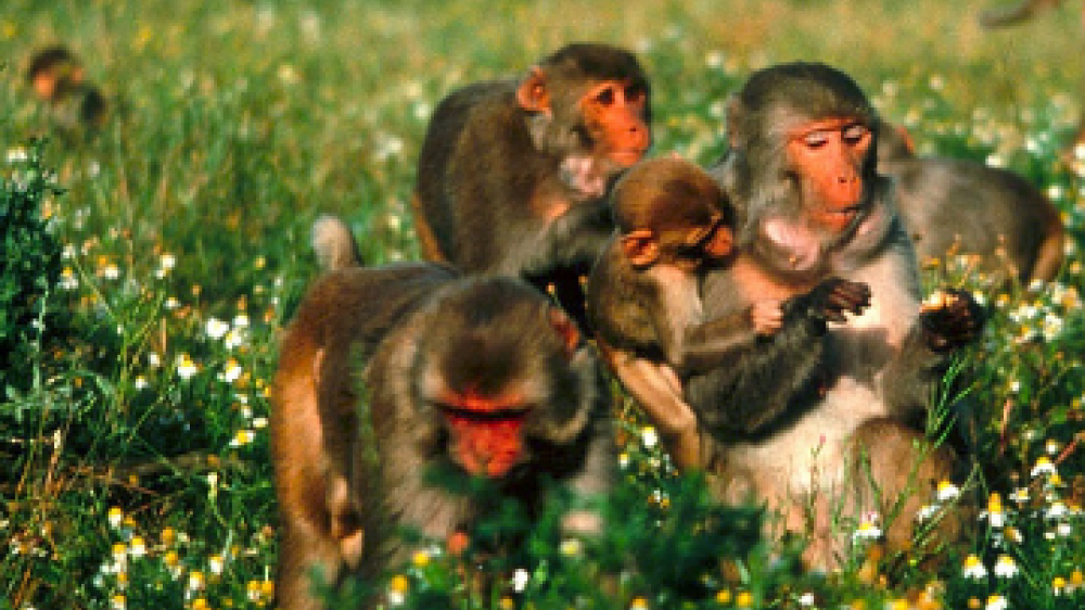 many macaques