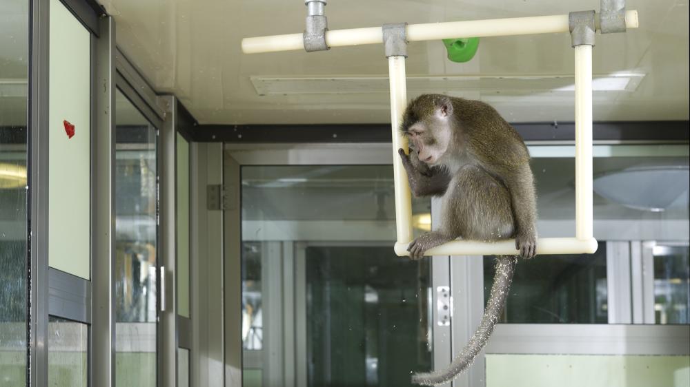 A cynomolgus macaque sits on a perch fixed to the enclosure ceiling makes use of the 3D space.