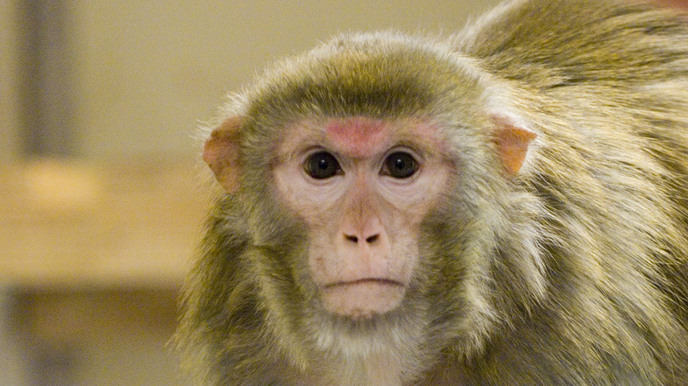 Macaque looks at the camera