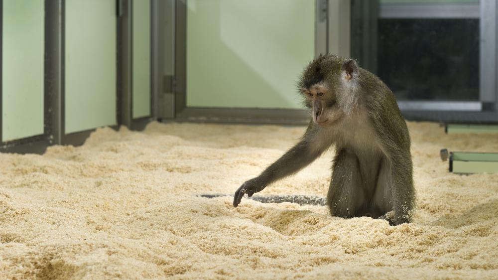 Macaque in an enclosure interacting with the sawdust on the floor