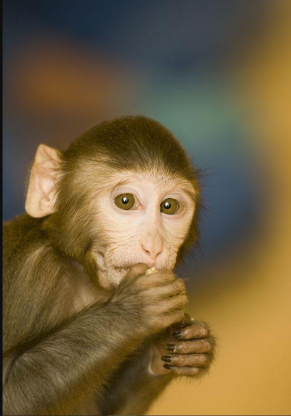 Macaques eating