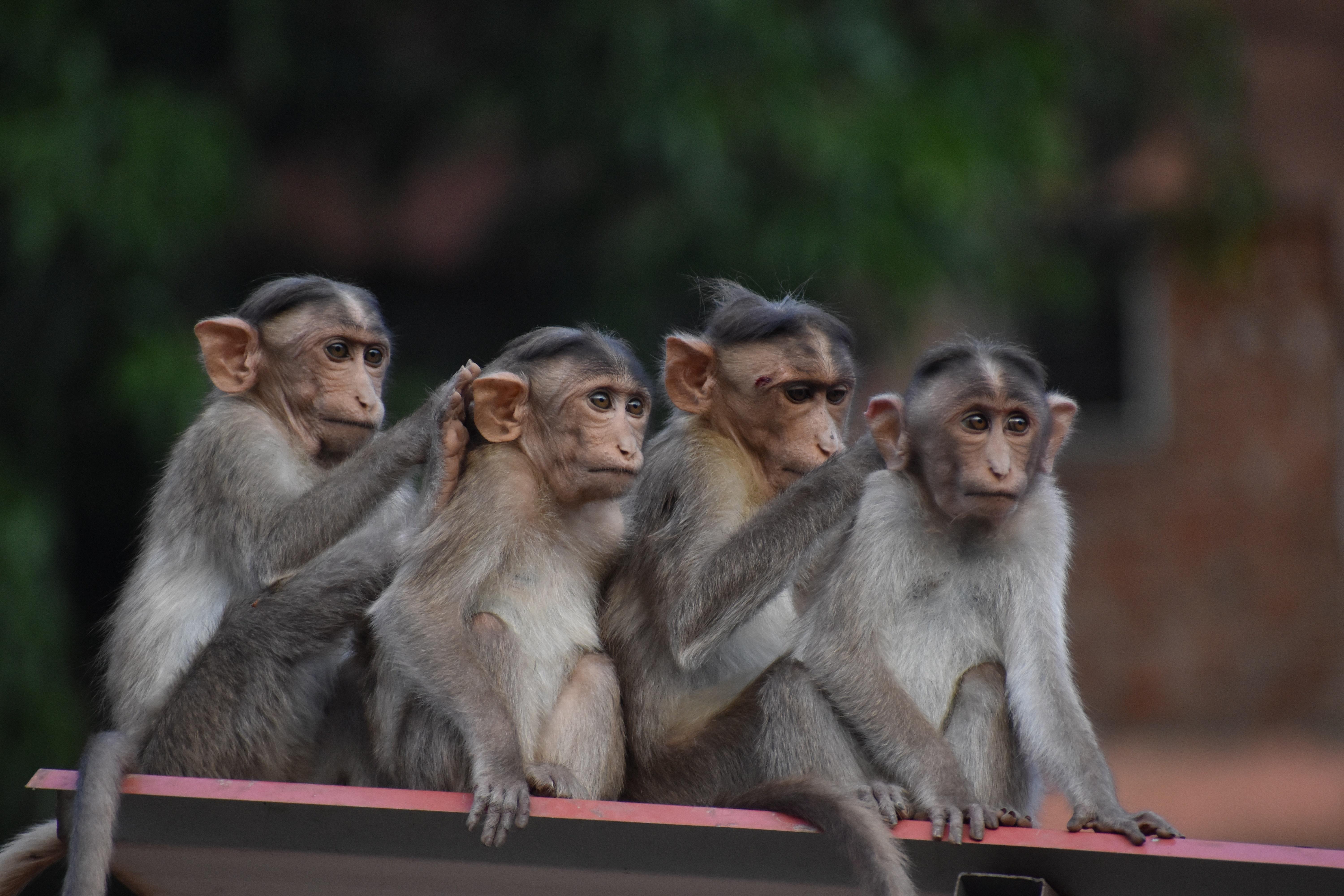 macaques