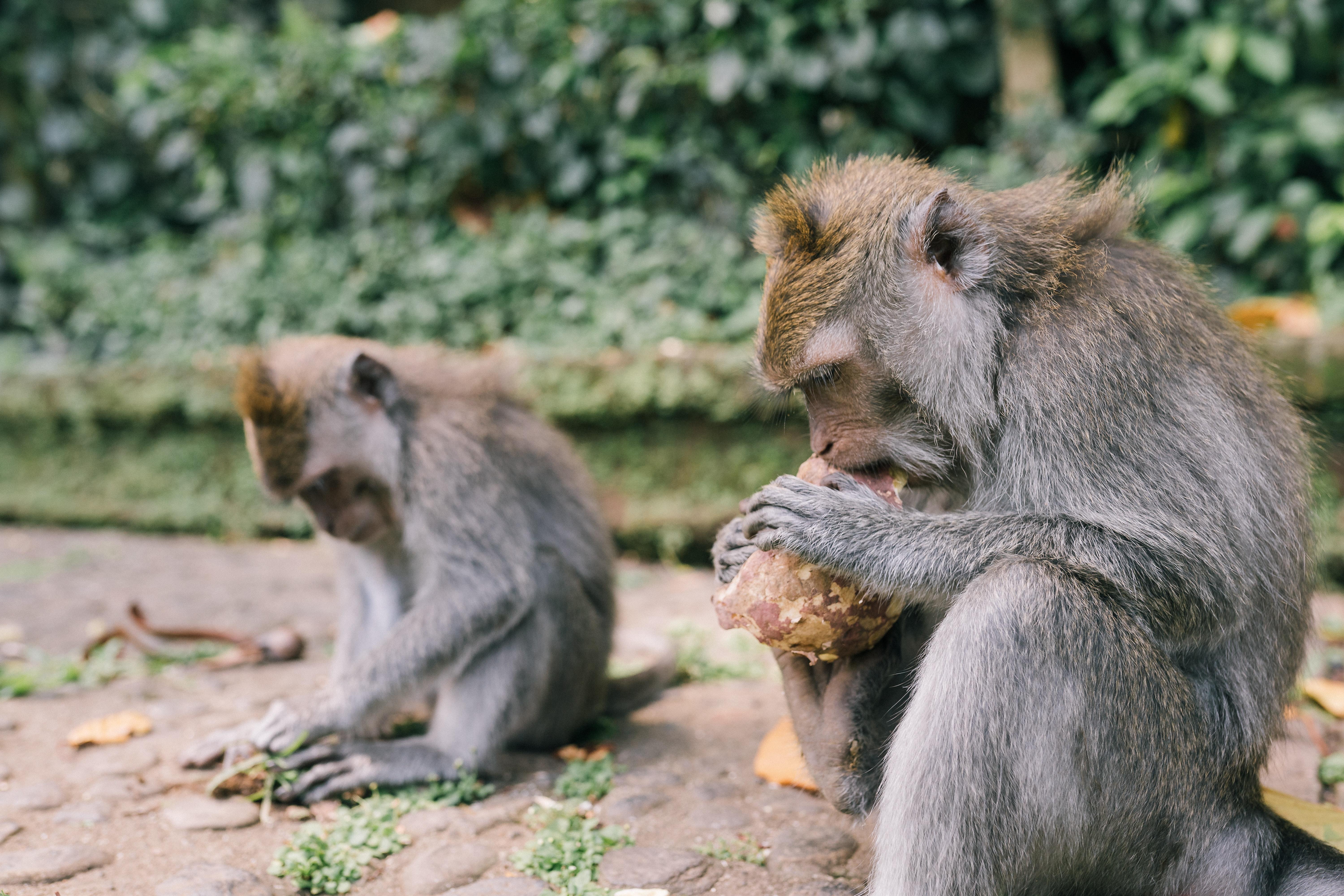 macaque