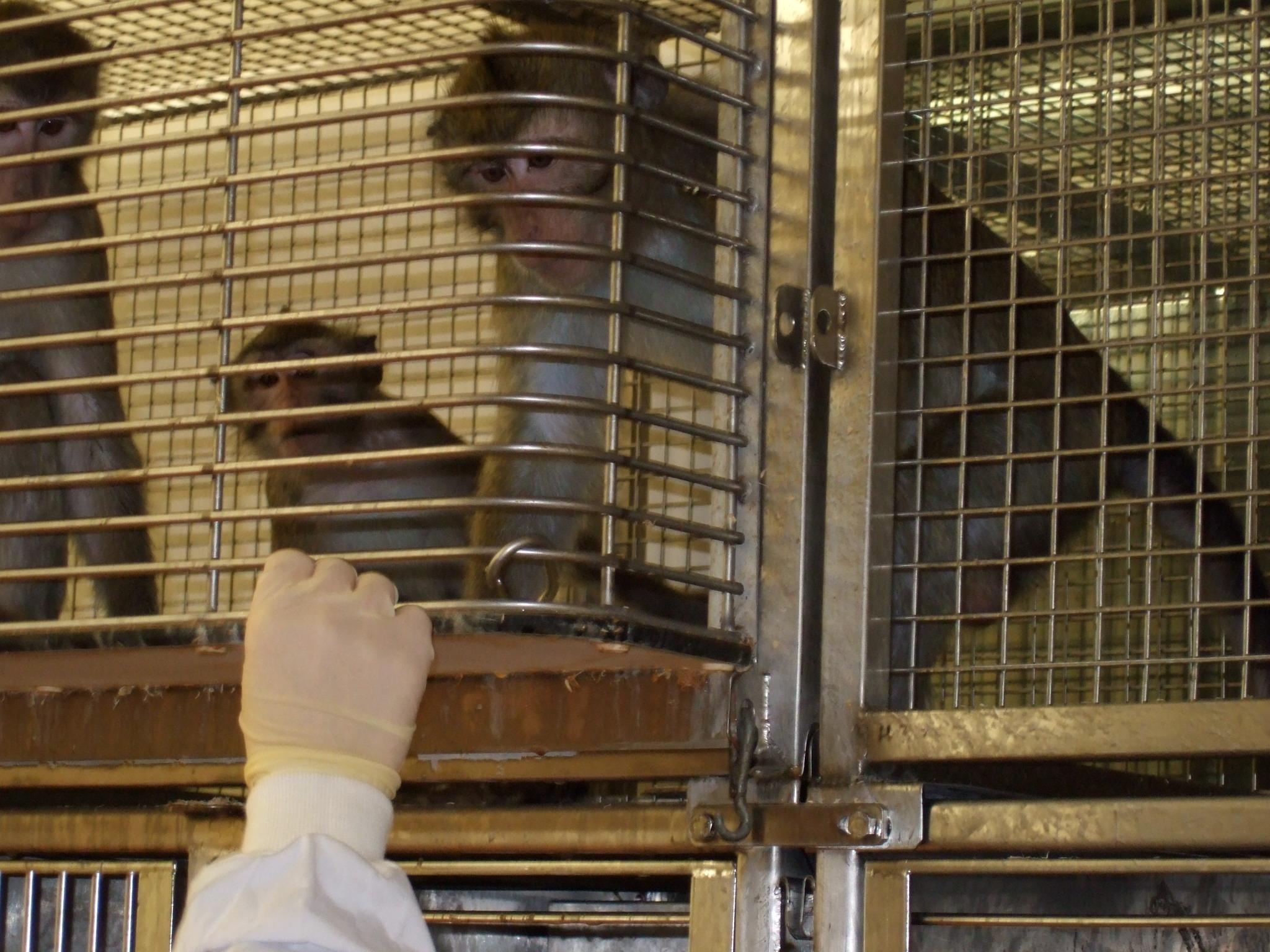 A macaque receiving a food reward to positioning itself in a desired location within the cage