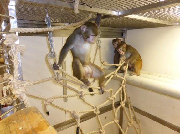 A rhesus macaque perches on a rope ladder within its enclosure. A rope ladder provides opportunities for exercise and social interaction.