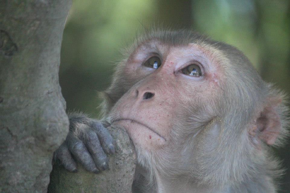 A macaque sits with chin up, possibly monitoring events from a sideways position