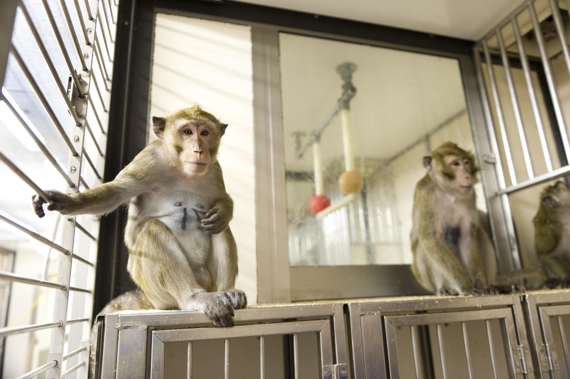 two cynomolgus macaques perching on top of steel cages