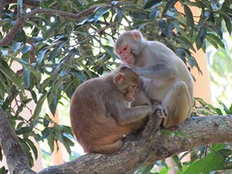 Macaques grroming