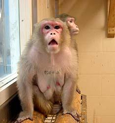 Macaques expressions