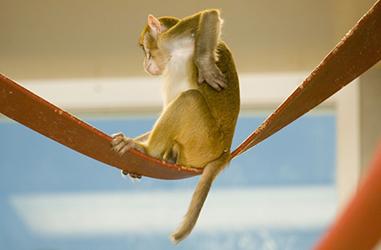 Macaque self scratching