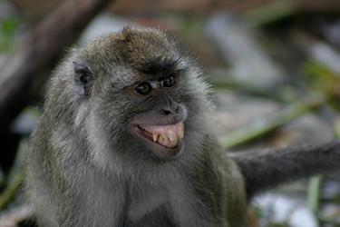 Macaque facial expressions