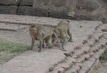 Macaque Posture