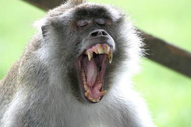 Macaque Yawning