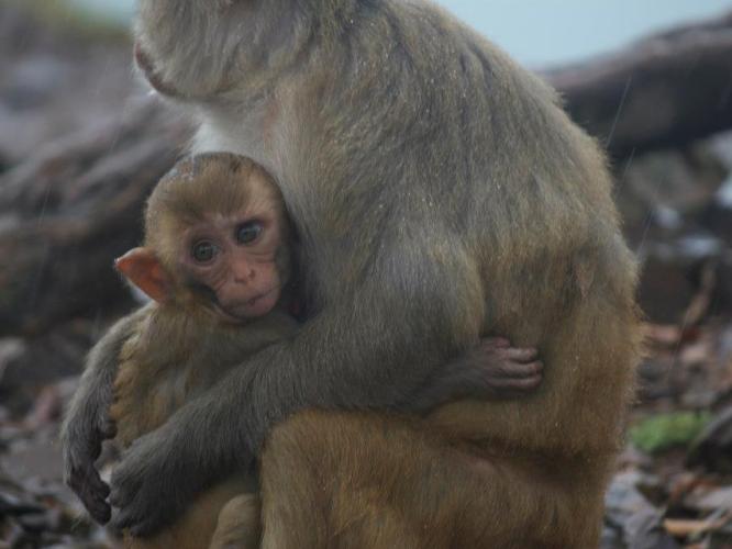Mother and infant rhesus huddle in the rain