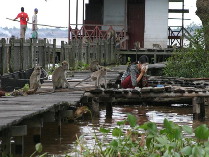 Cynomolgus macaques perch on a pier whilst a woman washes her face in the water