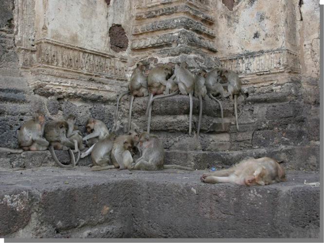 Cynomolgus macaques in their natural habitat resting at a temple