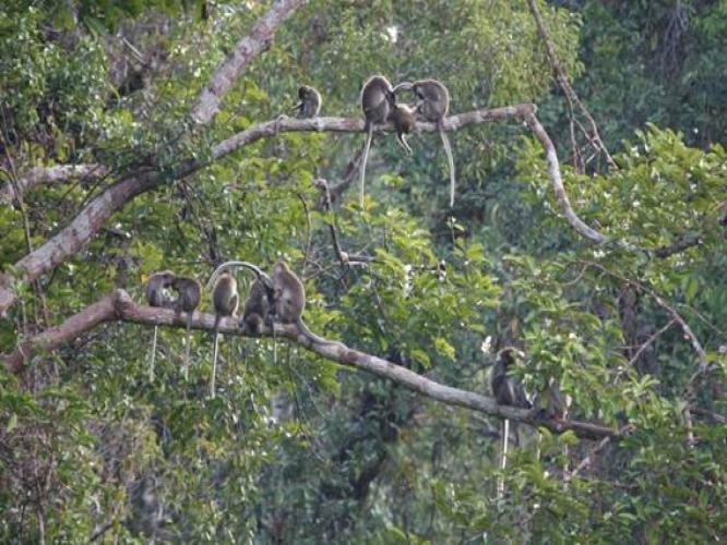 Cynomolgus macaques in their natural habitat resting on branches in trees. Some are engaging in grooming