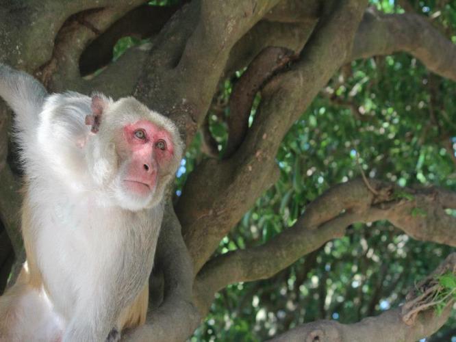 A rhesus macaque using a tree as a vantage point to look out 