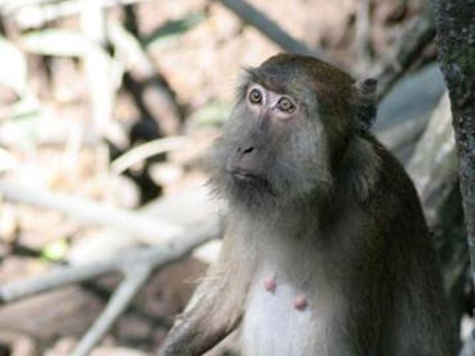 A cynomolgus macaque in its natural habitat sitting in mangroves