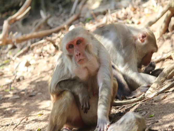 an adult female rhesus forages with her cheek pouches full