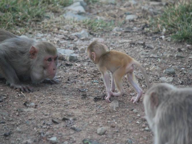 An adolescent rhesus macaque walking from a pebble beach towards female that is keeping eye contact