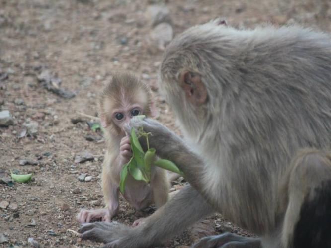an infant rhesus plays with a leaf that its mother is holding