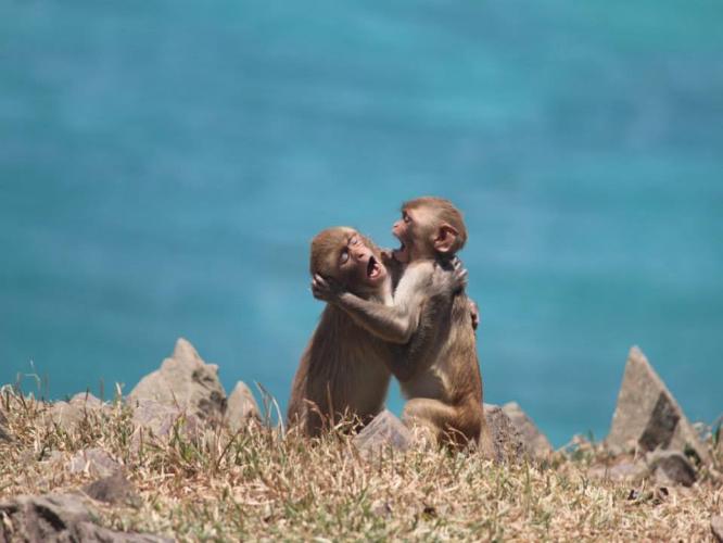two infant rhesus playing and displaying play face with their mouths open.