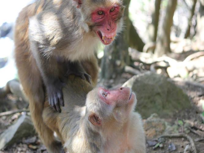 adult rhesus macaques in copulation, the male displays it’s teeth indicating affiliation 