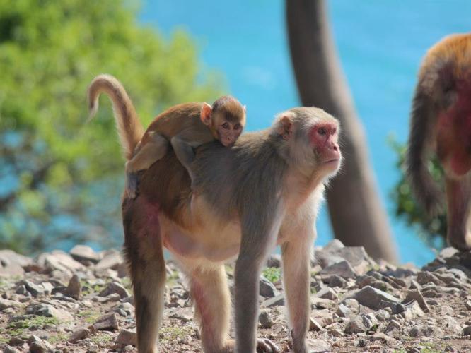 A mother rhesus carries her infant dorsally