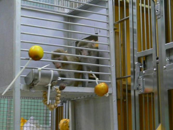 These recently weaned macaques are learning to enter a baited transport container adjoined to the home enclosure